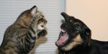 娱乐吃瓜酱狗狗打猫咪 第2张 娱乐吃瓜酱狗狗打猫咪 第2张